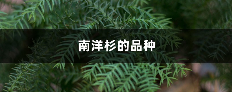 南洋杉的品种