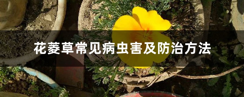 花菱草常见病虫害及防治方法