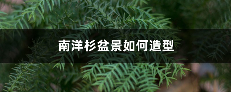 南洋杉盆景如何造型 南洋杉盆景如何造型