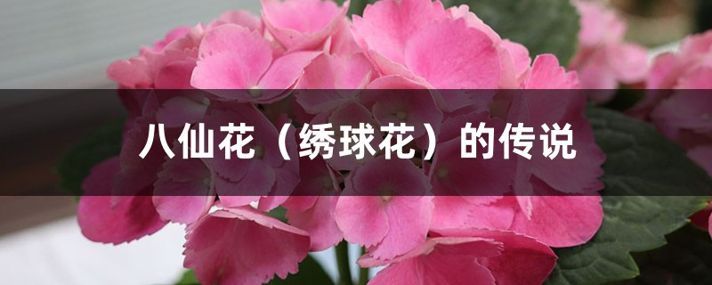 八仙花（绣球花）的传说