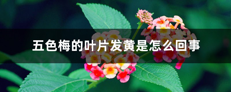 五色梅的叶片发黄是怎么回事 五色梅的叶片发黄是怎么回事
