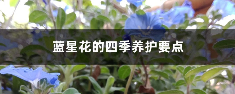 蓝星花的四季养护要点