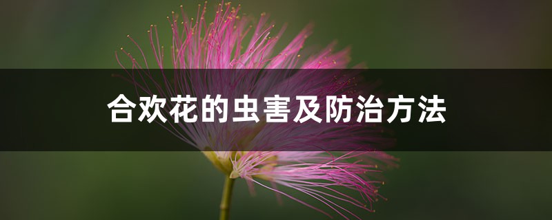 合欢花的虫害及防治方法