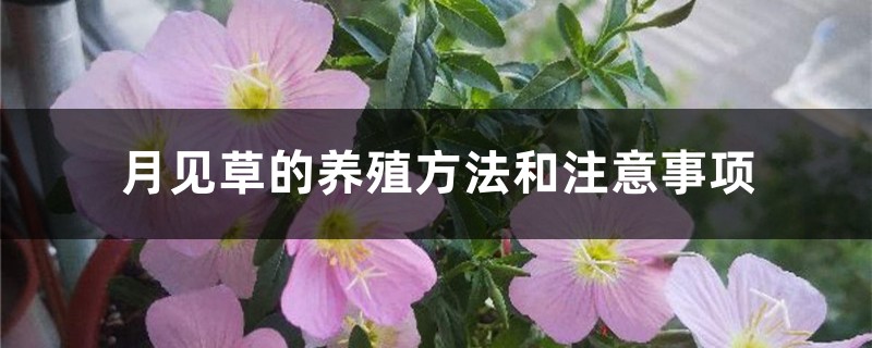 月见草的养殖方法和注意事项