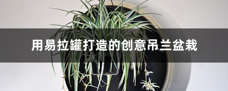 用易拉罐打造的创意吊兰盆栽