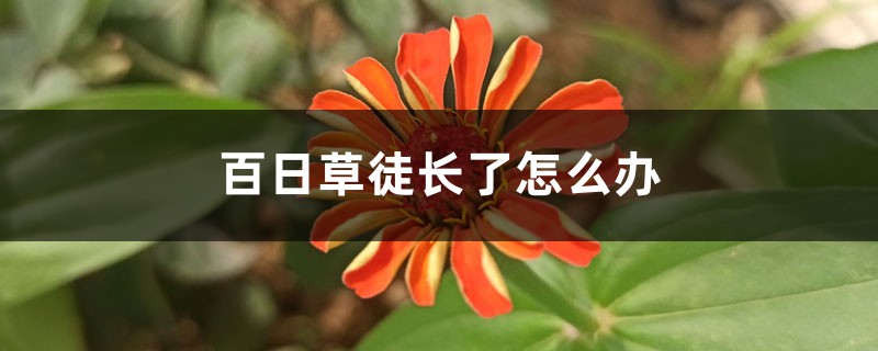 百日草徒长了怎么办 百日草徒长了怎么办