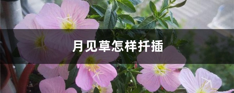 月见草怎样扦插