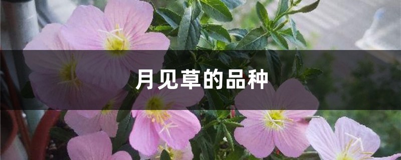 月见草的品种