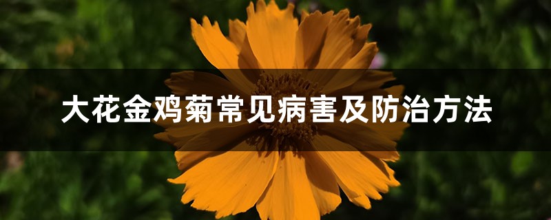 大花金鸡菊常见病害及防治方法