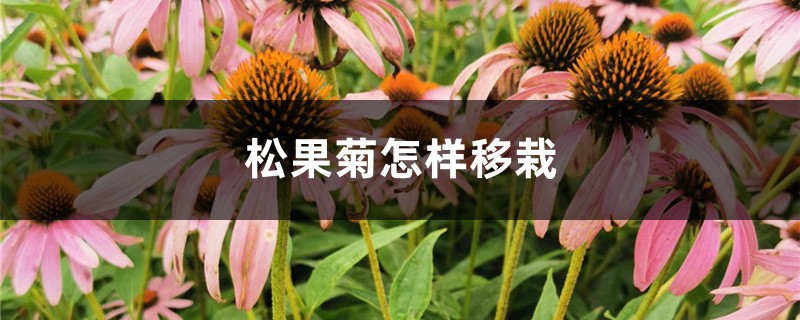 松果菊怎样移栽