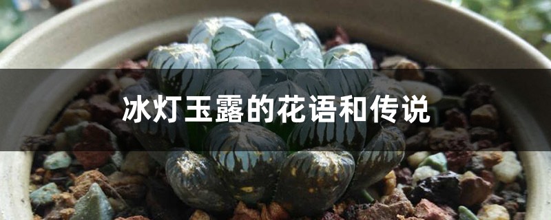 冰灯玉露的花语和传说