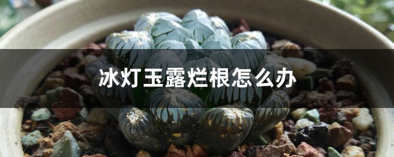 冰灯玉露烂根怎么办