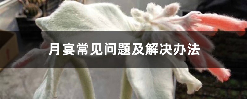 月宴常见问题及解决办法 月宴常见问题及解决办法