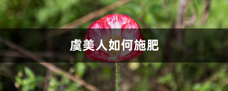 虞美人如何施肥