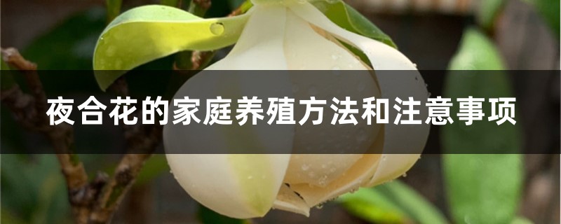 夜合花的家庭养殖方法和注意事项