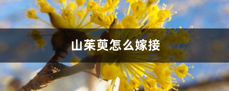 山茱萸怎么嫁接