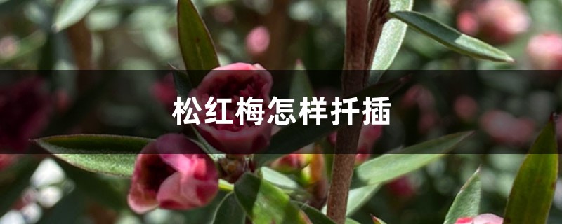 松红梅怎样扦插