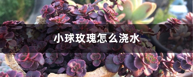 小球玫瑰怎么浇水