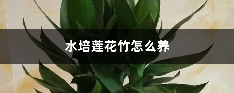 水培莲花竹怎么养