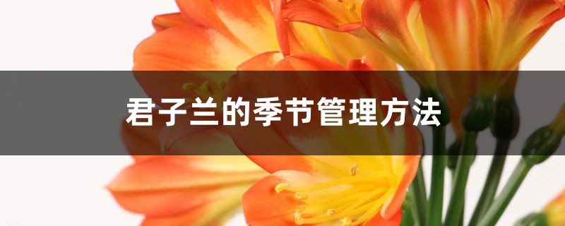 君子兰的季节管理方法