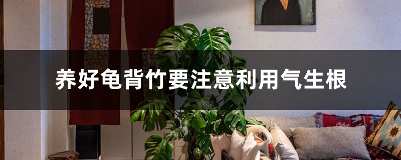 养好龟背竹要注意利用气生根