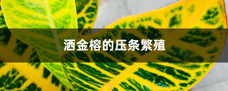 洒金榕的压条繁殖