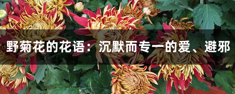 野菊花的花语：沉默而专一的爱、避邪