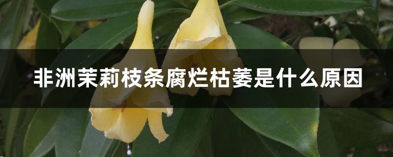 非洲茉莉枝条腐烂枯萎是什么原因