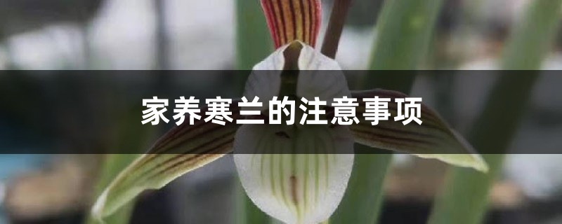 家养寒兰的注意事项