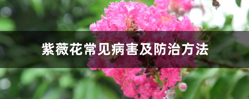 紫薇花常见病害及防治方法