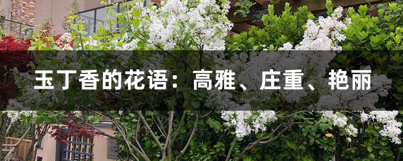 玉丁香的花语：高雅、庄重、艳丽