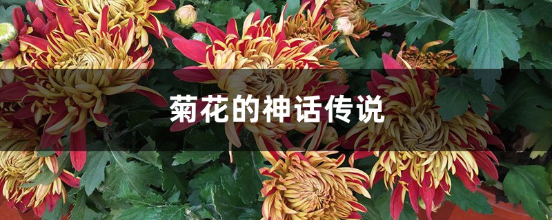 菊花的神话传说