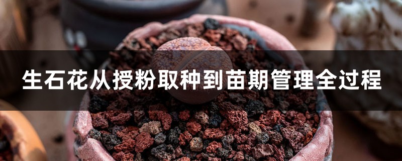 生石花从授粉取种到苗期管理全过程