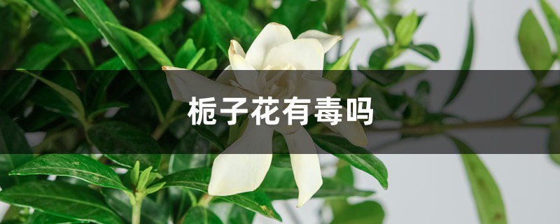 栀子花有毒吗