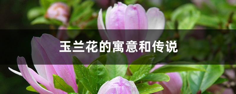 玉兰花的寓意和传说