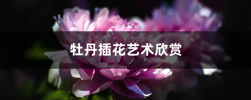 牡丹插花艺术欣赏