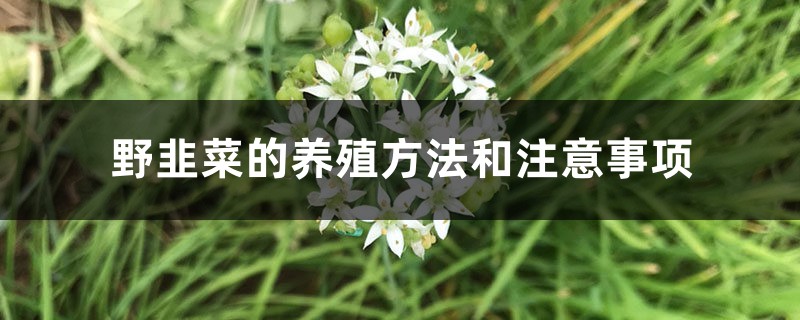 野韭菜的养殖方法和注意事项