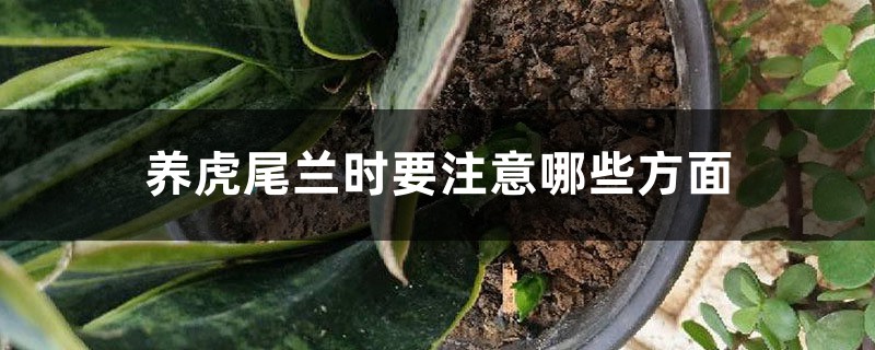 养虎尾兰时要注意哪些方面