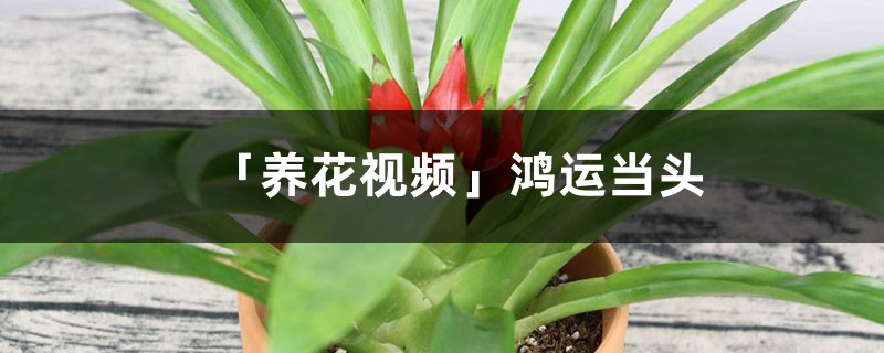 「养花视频」鸿运当头 「养花视频」鸿运当头
