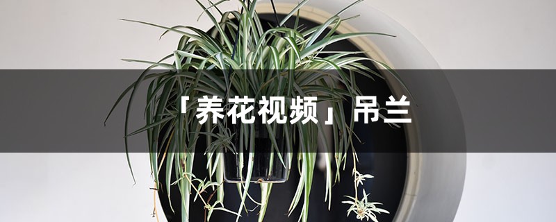 「养花视频」吊兰 「养花视频」吊兰
