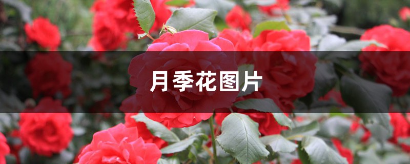 月季花图片