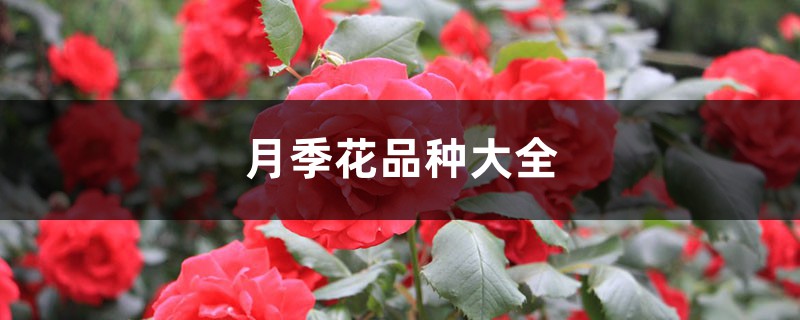 月季花品种大全