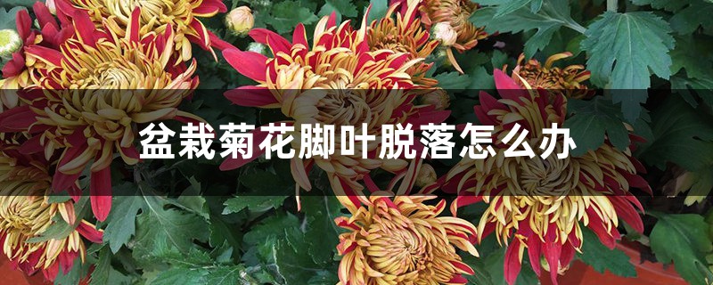 盆栽菊花脚叶脱落怎么办