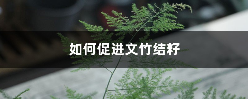 如何促进文竹结籽