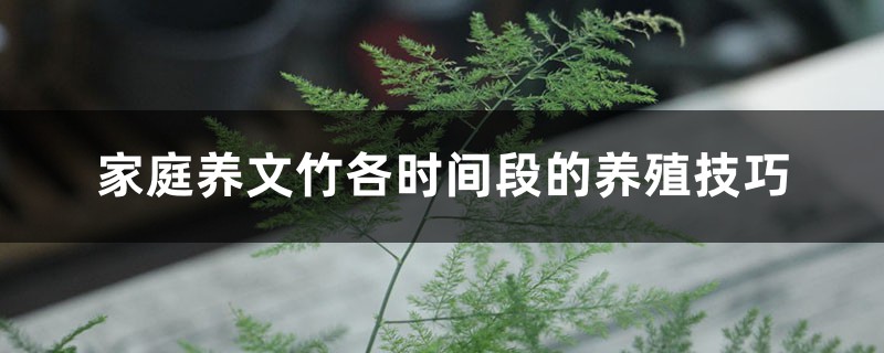 家庭养文竹各时间段的养殖技巧