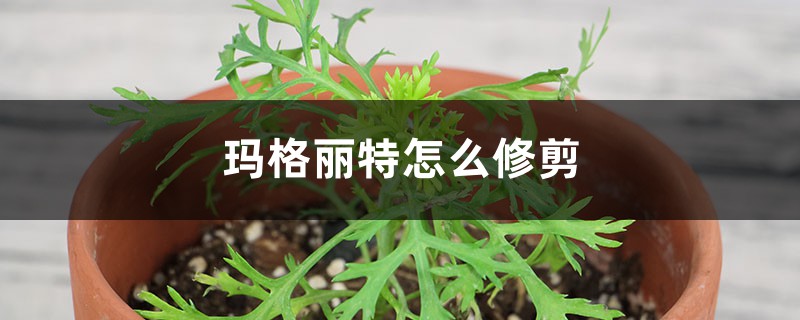 玛格丽特怎么修剪