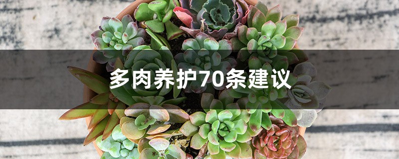 多肉养护70条建议