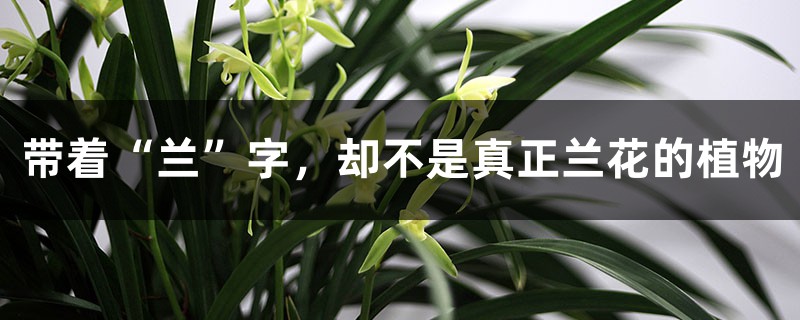 带着“兰”字，却不是真正兰花的植物