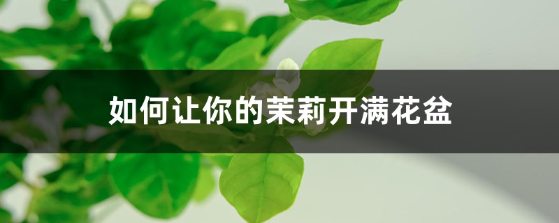 如何让你的茉莉开满花盆