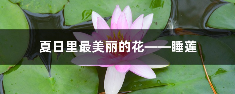 夏日里最美丽的花——睡莲